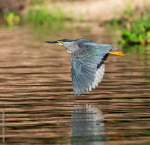 Obraz na płótnie Striated Heron, Butorides atricapilla rutenbergi w salonie