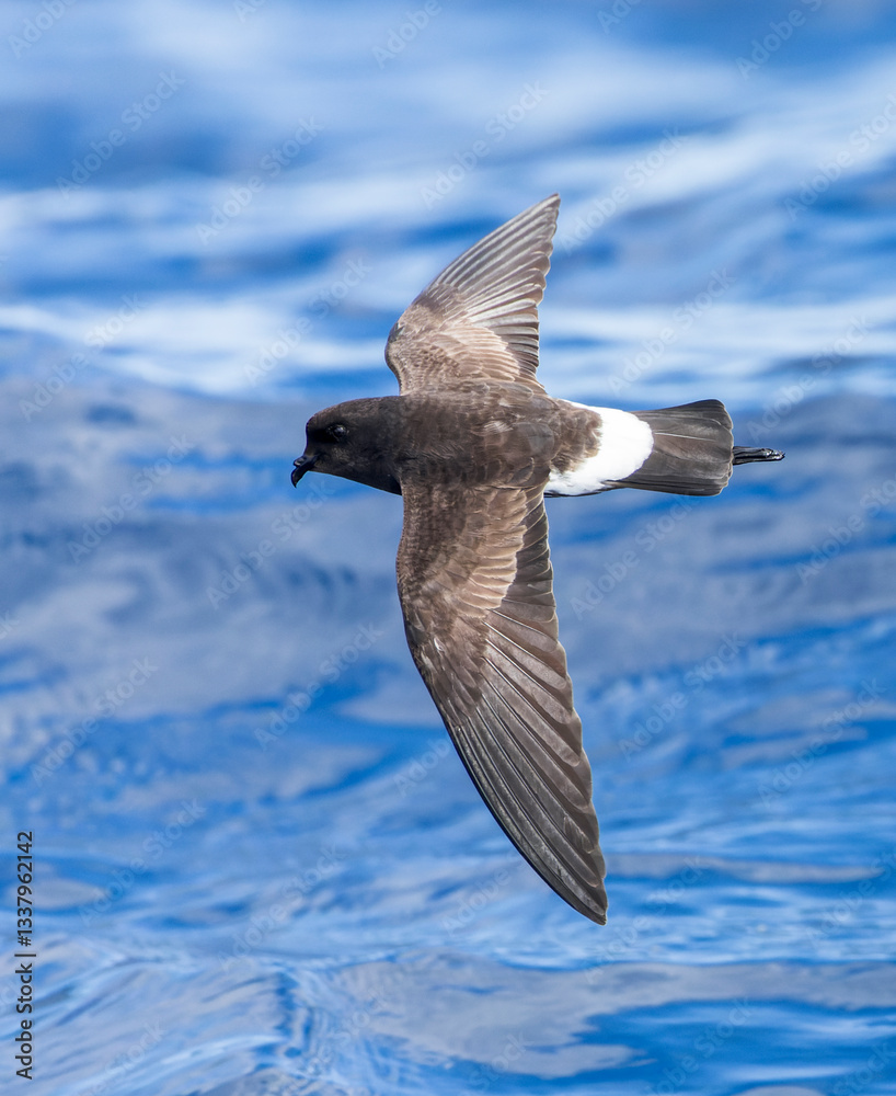 New Zealand Storm Petrel, Fregetta maoriana
