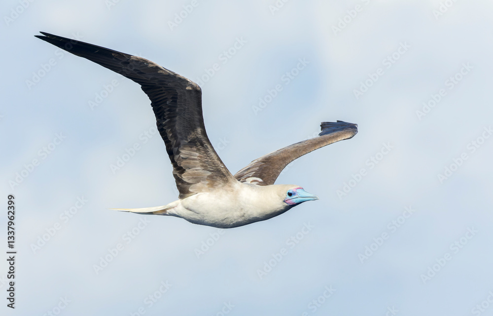 Red-footed booby, Sula sula rubripes