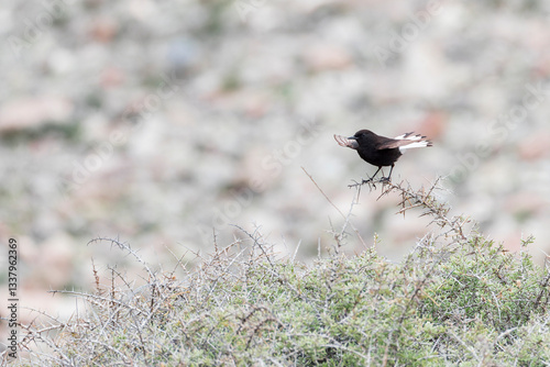 Black Wheatear, Oenanthe leucura photo