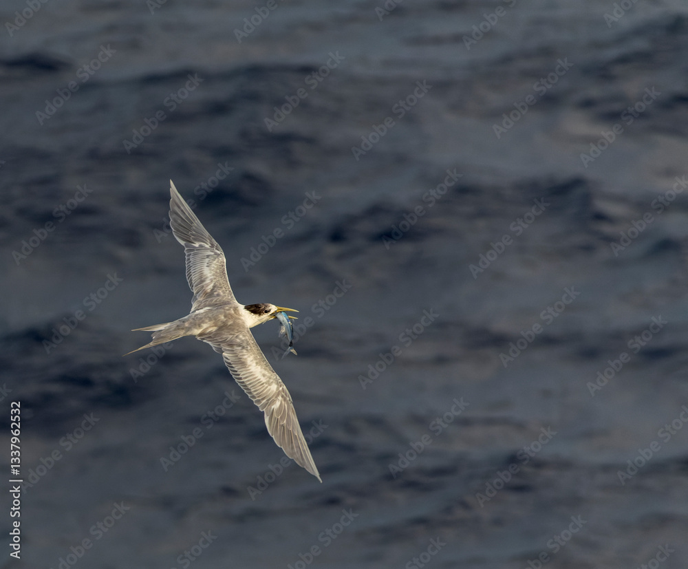 Great Crested Tern, Thalasseus bergii cristatus