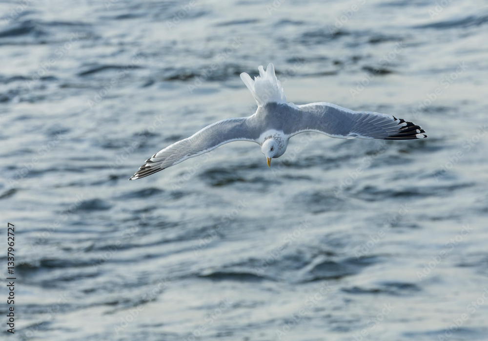 Vega Gull, Larus vegae