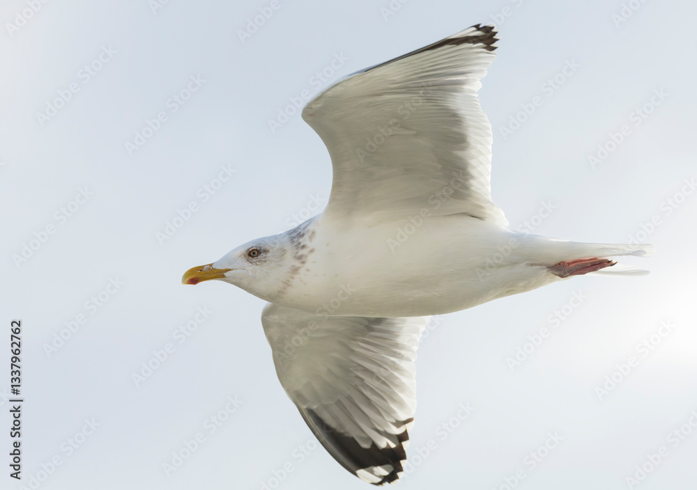 Vega Gull, Larus vegae