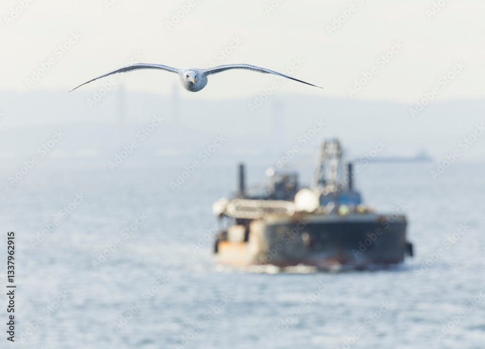 Vega Gull, Larus vegae