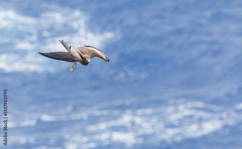 Brown Noddy, Anous stolidus
