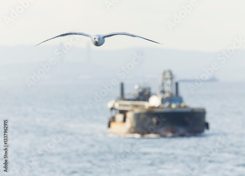 Obraz na płótnie Vega Gull, Larus vegae w salonie