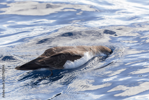 Obraz na płótnie Buller's Shearwater, Ardenna bulleri w salonie