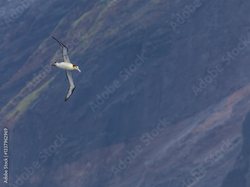 Obraz na płótnie Short-tailed Albatross, Phoebastria albatrus w salonie