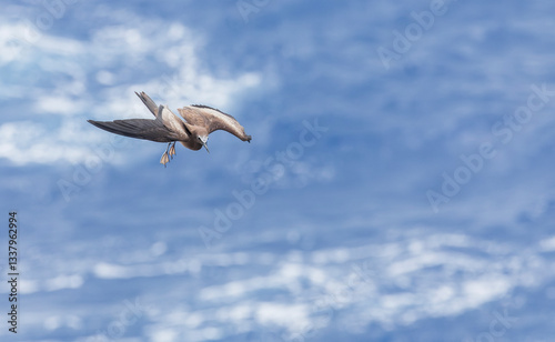 Obraz na płótnie Brown Noddy, Anous stolidus w salonie