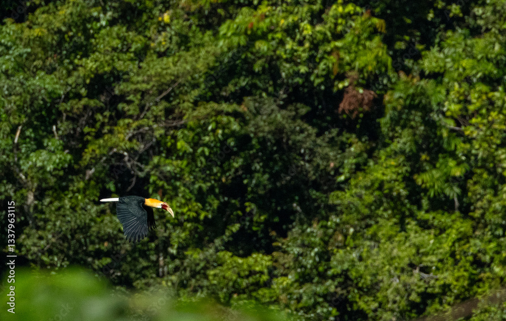 Tropical forest canopy on Honiara island, Solomon Islands Tropical forest canopy on Honiara island, Solomon Islands