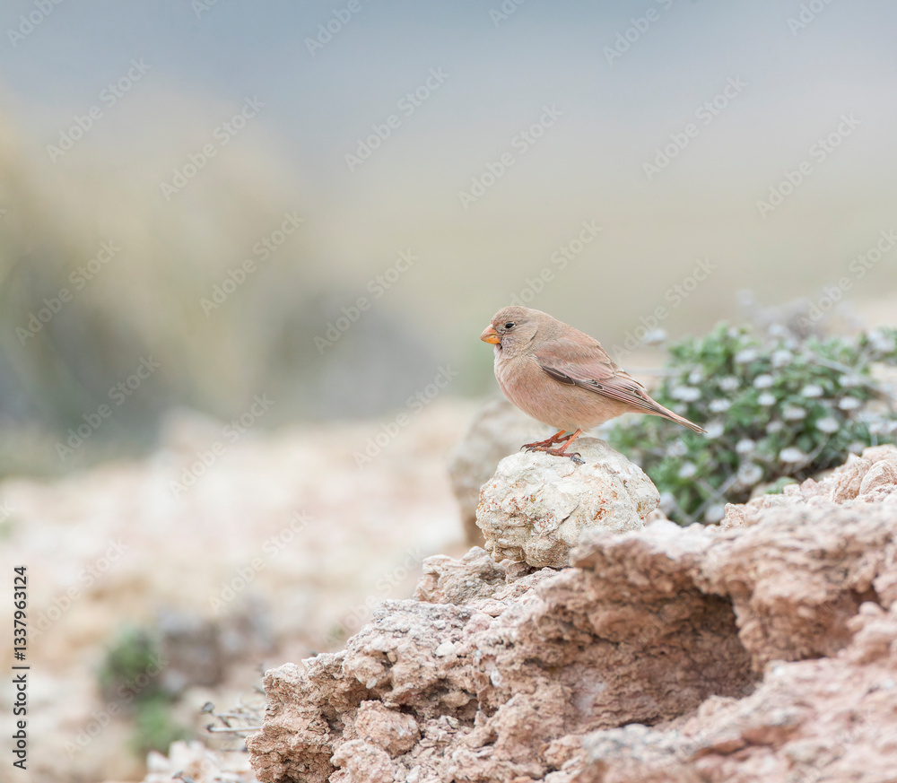Trumpeter Finch, Bucanetes githagineus