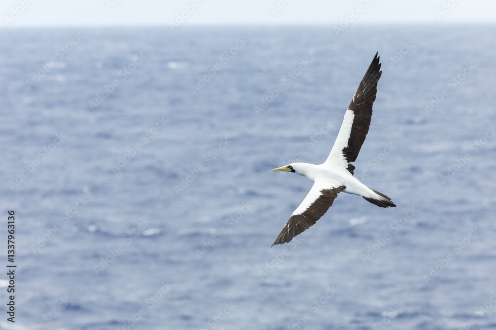 Masked Booby, Sula dactylatra