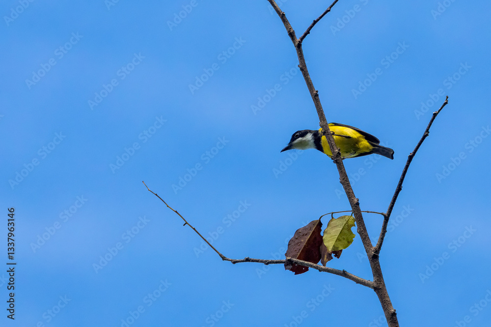 Nendo Whistler, Pachycephala ornata