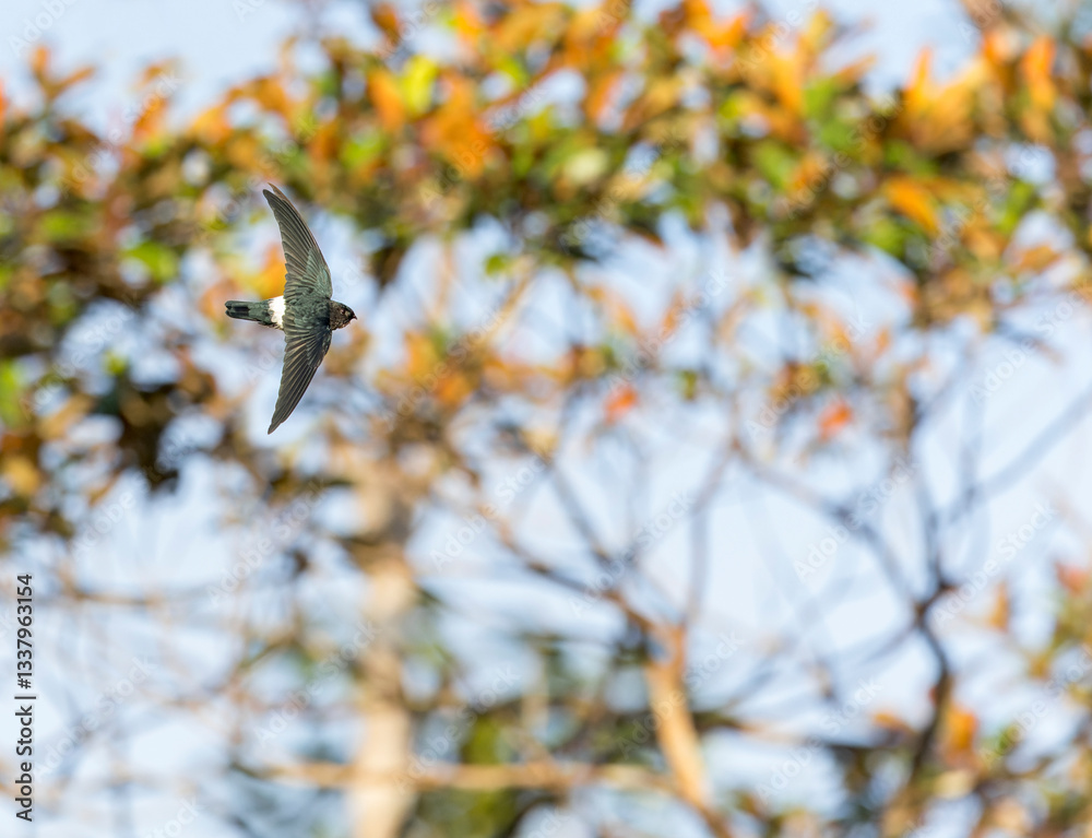 Satin Swiftlet, Collocalia uropygialis albidior