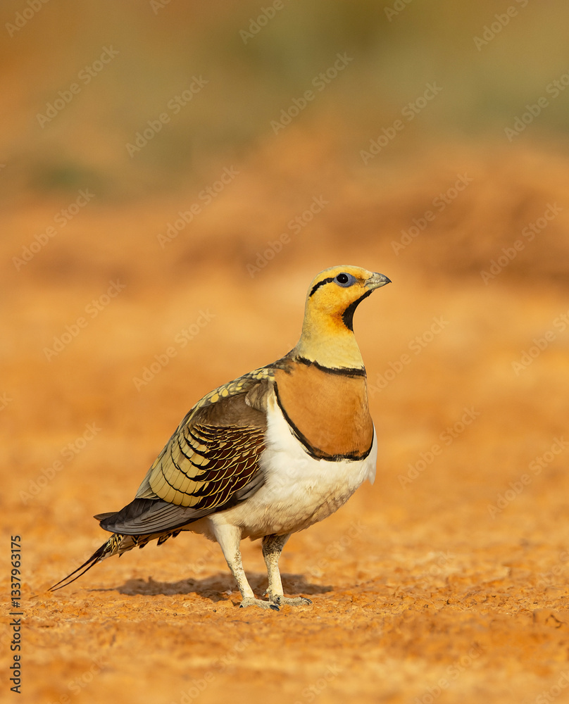Pin-tailed Sandgrouse, Pterocles alchata
