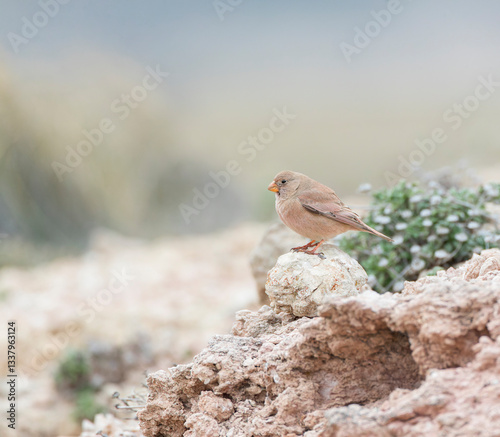 Obraz na płótnie Trumpeter Finch, Bucanetes githagineus w salonie