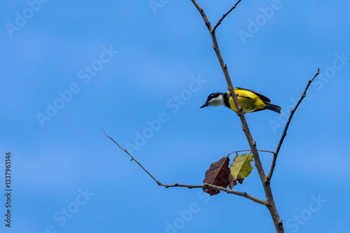 Obraz na płótnie Nendo Whistler, Pachycephala ornata w salonie