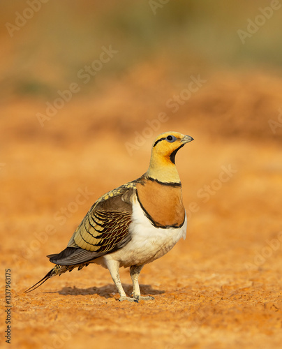 Obraz na płótnie Pin-tailed Sandgrouse, Pterocles alchata w salonie