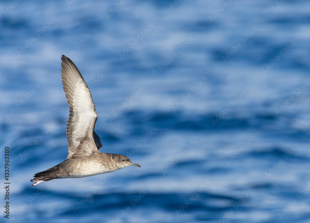Balearic shearwater, Puffinus mauretanicus