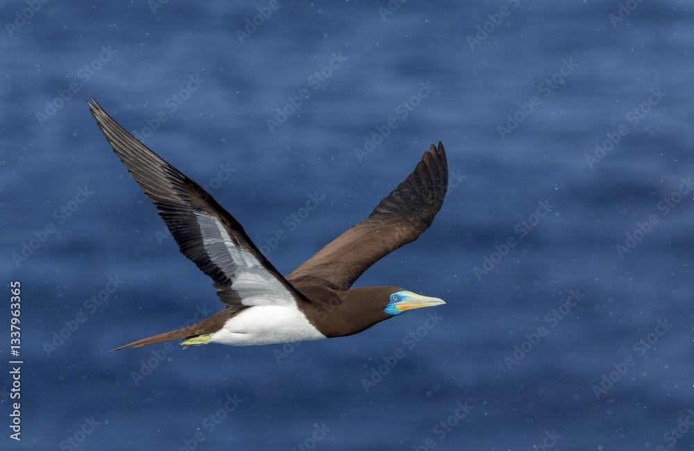 Indo-Pacific Brown Booby, Sula leucogaster plotus