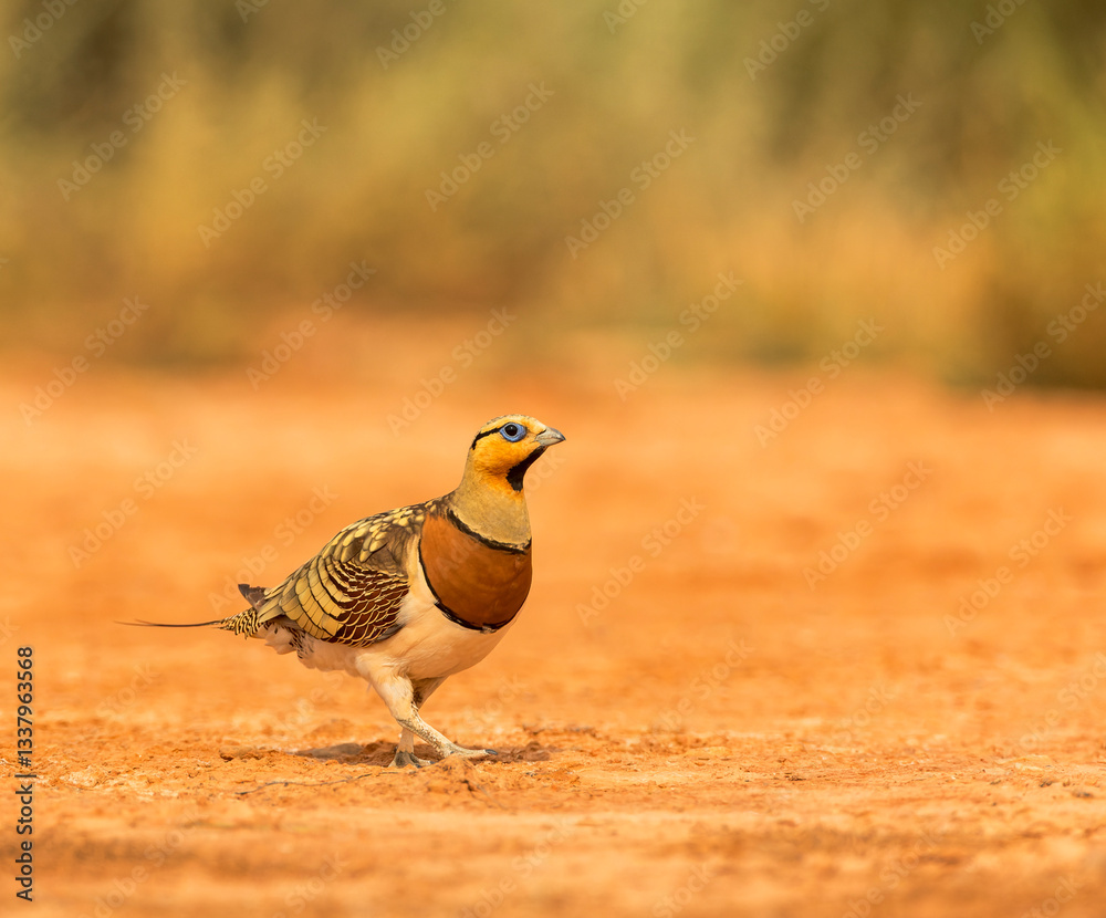 Pin-tailed Sandgrouse, Pterocles alchata