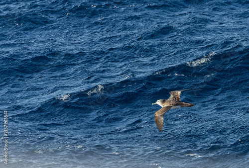 Streaked Shearwater, Calonectris leucomelas