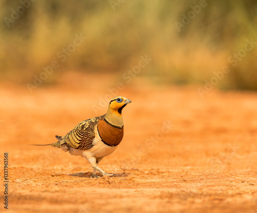 Obraz na płótnie Pin-tailed Sandgrouse, Pterocles alchata w salonie