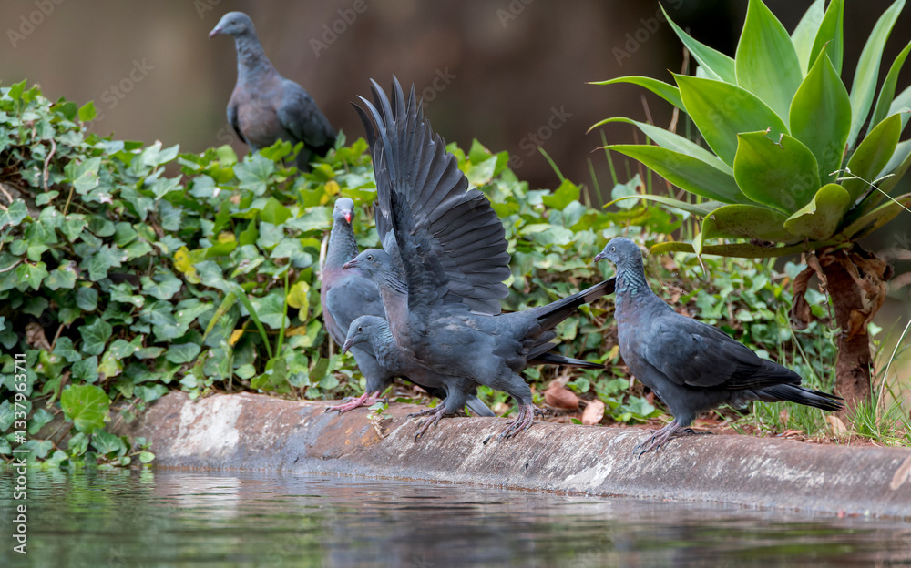Trocaz Pigeon, Columba trocaz