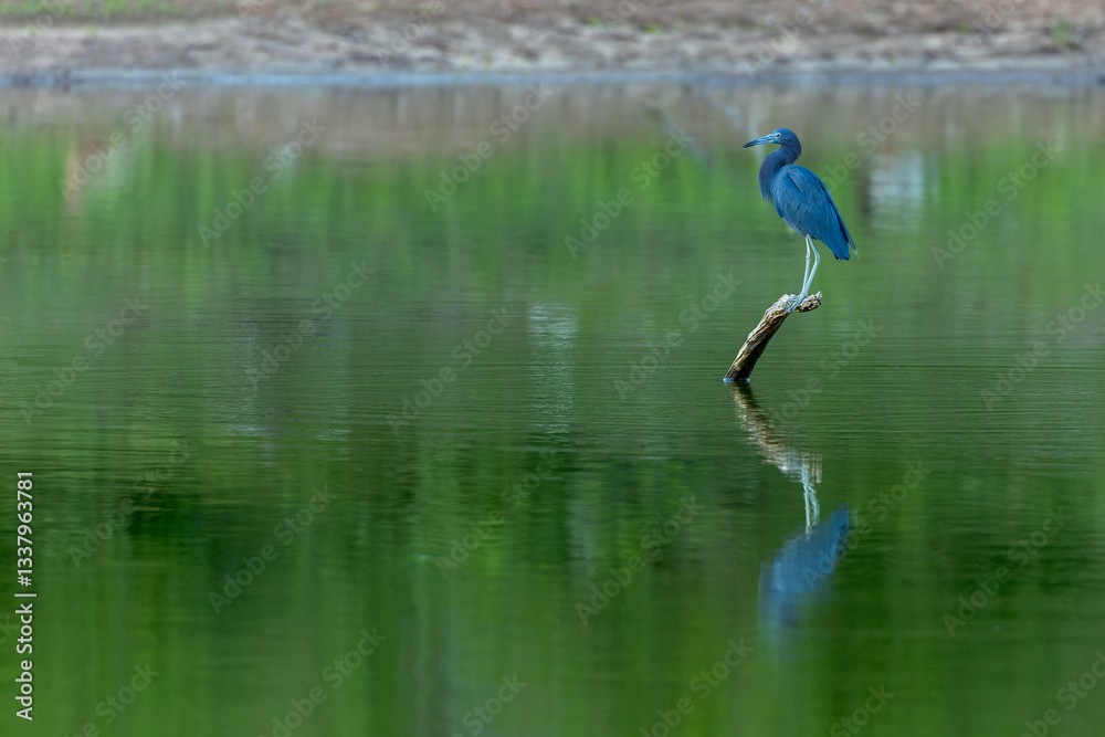 Little Blue Heron, Egretta caerulea