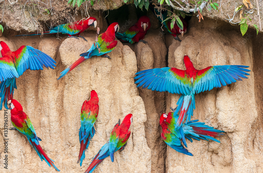 Red-and-green Macaw, Ara chloropterus