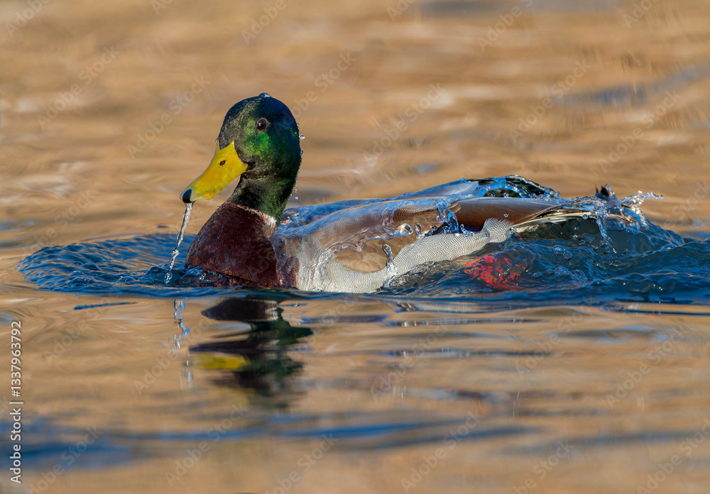 Mallard, Anas platyrhynchos