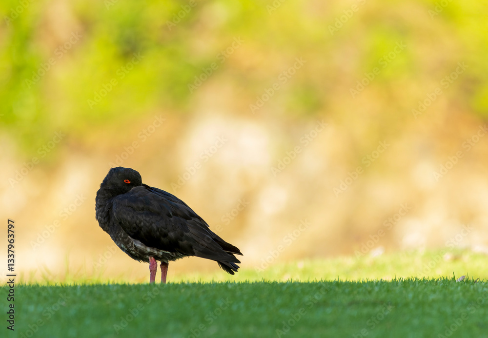 Variable Oystercatcher, Haematopus unicolor