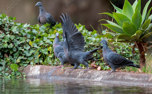 Obraz na płótnie Trocaz Pigeon, Columba trocaz w salonie