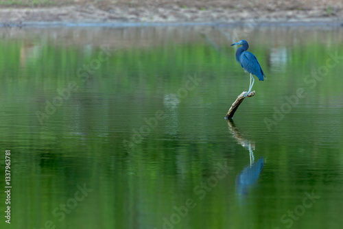 Obraz na płótnie Little Blue Heron, Egretta caerulea w salonie