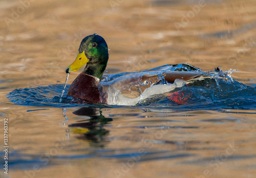 Obraz na płótnie Mallard, Anas platyrhynchos w salonie