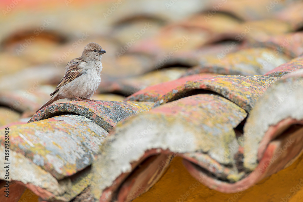 House Sparrow, Passer domesticus