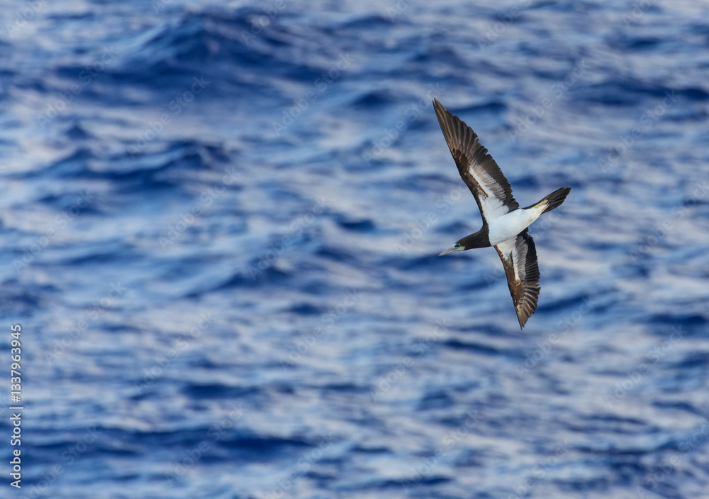 Indo-Pacific Brown Booby, Sula leucogaster plotus