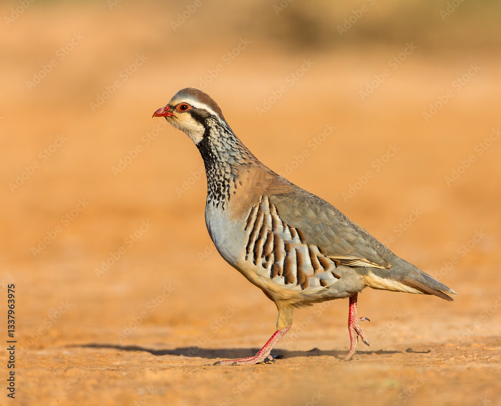 Red-legged Partridge, Alectoris rufa