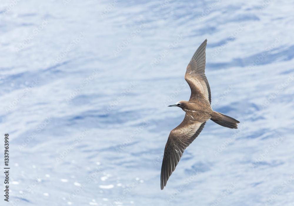 Brown Noddy, Anous stolidus