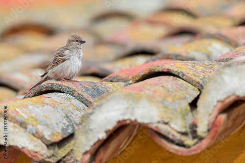 Obraz na płótnie House Sparrow, Passer domesticus w salonie