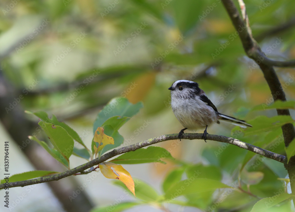 Long-tailed Tit, Aegithalos caudatus