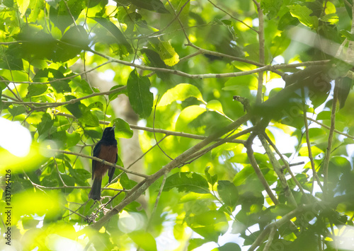 Chestnut-bellied Monarch, Monarcha castaneiventris