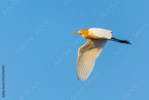 Obraz na płótnie Eastern Cattle Egret, Bubulcus coromandus w salonie