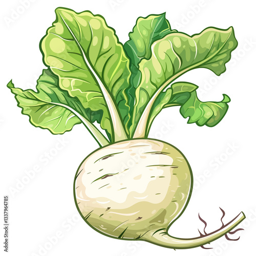 Kohlrabi isolated on white background 