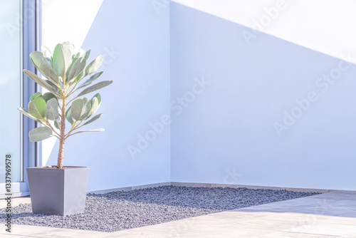 Modern corner with a potted plant in a minimalistic outdoor space during daylight hours photo