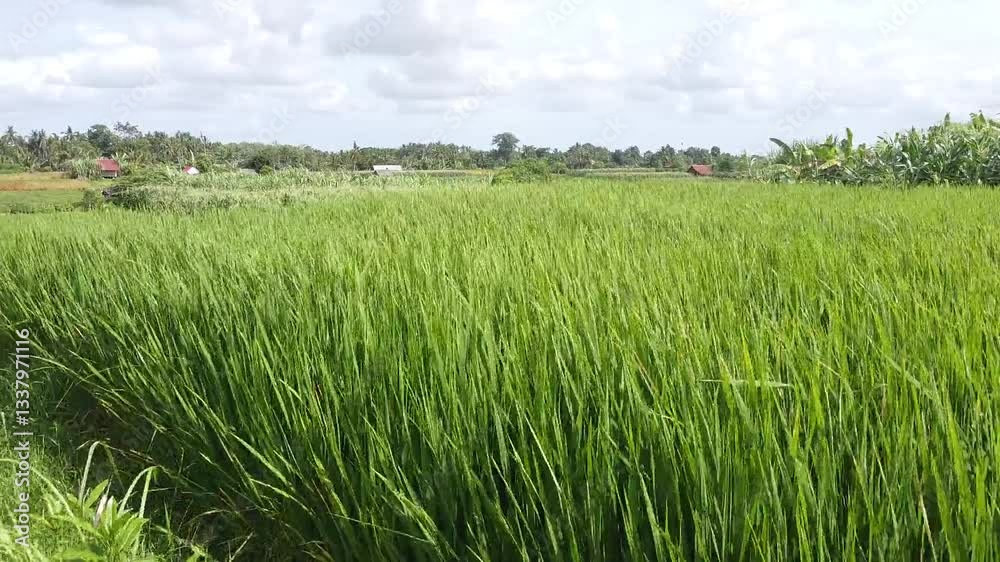 Aerial drone view of lush green rice fields in Bali, Indonesia. The wind gently sways the rice paddies, creating a serene, tropical landscape. Perfect for travel, nature, and agriculture visuals.