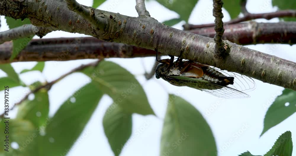 蝉(クマゼミ)が鳴いている4K動画、集音マイクで収録