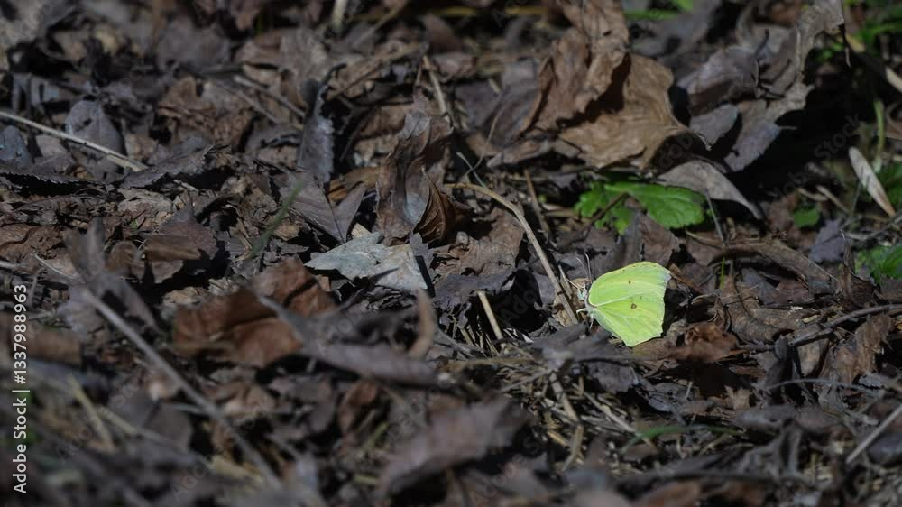A big green butterfly on the ground. A big green butterfly on the ground.