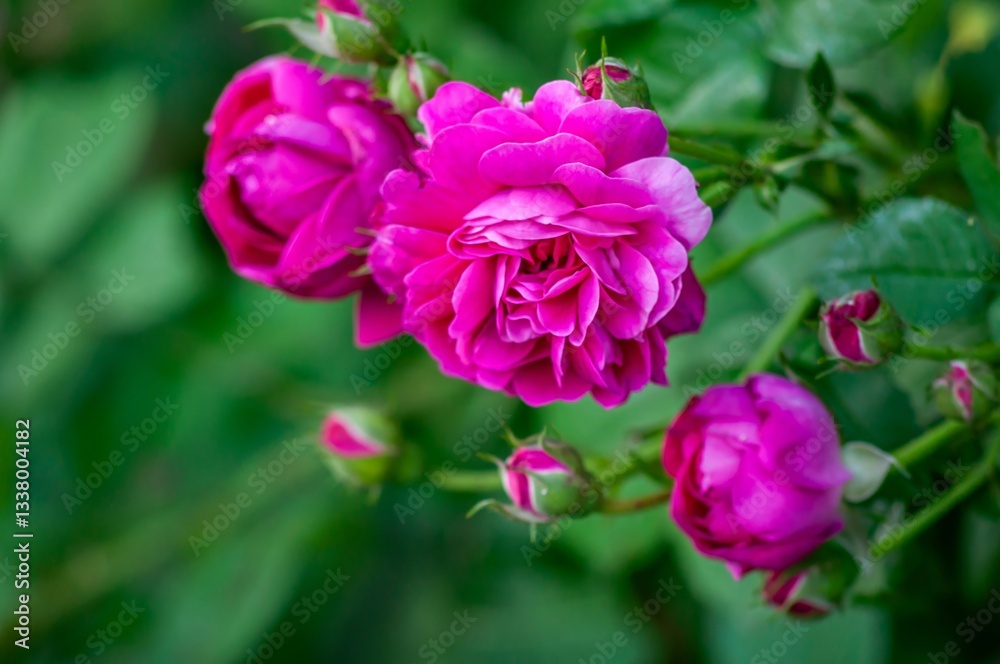 A stunning close-up captures vibrant pink roses in full bloom, surrounded by lush green leaves and buds. A stunning close-up captures vibrant pink roses in full bloom, surrounded by lush green leaves and buds.