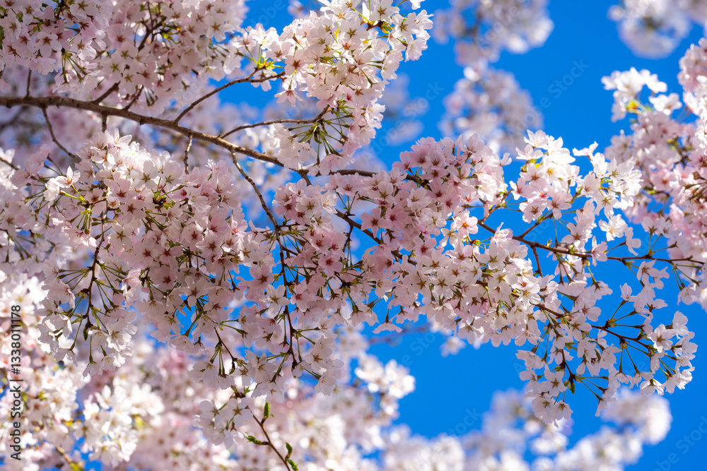 Spring cherry blossom with blue sky background. White cherry flowers on spring time. Close up photo of white blossoming cherry tree branch. White flowers of the cherry blossoms on a spring day. Spring cherry blossom with blue sky background. White cherry flowers on spring time. Close up photo of white blossoming cherry tree branch. White flowers of the cherry blossoms on a spring day.
